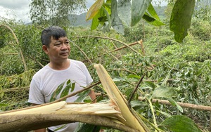 Ninh Thuận công bố dịch tả lợn châu Phi ở xã Nhơn Sơn, huyện miền núi Ninh Sơn - Ảnh 4.