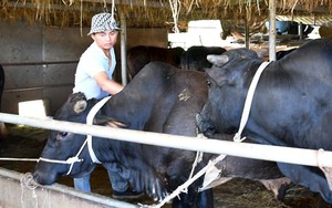 Một nông dân tỷ phú ở Quảng Nam bày tỏ ý kiến về việc làm sao để nông dân giàu bằng nghề nông - Ảnh 9.