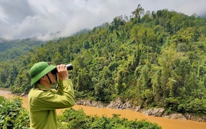 Một doanh nghiệp ở Quảng Ninh có vài nghìn hecta rừng nhưng không còn cây nào sống sót sau bão - Ảnh 6.