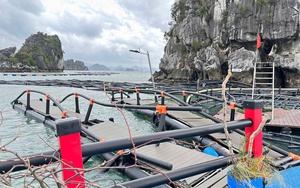 Bão đánh tan hoang, dân Quảng Ninh đành bấm bụng bán tôm thẻ giá rẻ vớt vát đồng tiền- Ảnh 7.