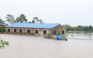 Đào chết khô, người dân làng đào Cam Giá Thái Nguyên khóc ròng vì trắng tay - Ảnh 8.