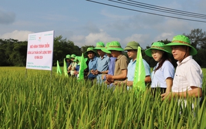 Nông dân ở xã biên giới Hà Giang thoát nghèo nhờ cây Ý dĩ và Hồng không hạt - Ảnh 7.