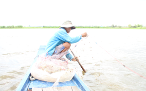 Nước sông Tiền, sông Hậu đục ngầu cuồn cuộn chảy mang về miền Tây một loại cá đặc sản, là cá gì? - Ảnh 3.