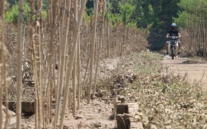 Không như Nhật Tân, làng đào La Cả vẫn một màu xanh mướt, chỉ 5% số gốc hư hỏng - Ảnh 15.