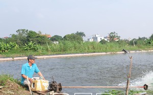 Lão nông ở Nghệ An rải thứ lạ xuống ruộng để "vỗ béo" con đặc sản có màu đỏ au - Ảnh 12.