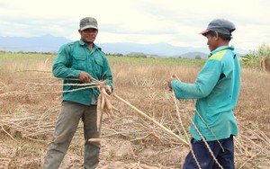 Một hợp tác xã ở Bình Thuận làm ra sản phẩm độc lạ từ trái thanh long, bán cả ra nước ngoài - Ảnh 10.