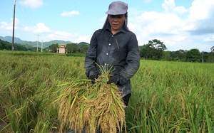 Trung tâm Khuyến nông quốc gia ban hành quy trình hướng dẫn khôi phục sản xuất nông nghiệp sau bão lũ - Ảnh 7.