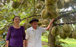 Đau xót những vườn sầu riêng tiền tỷ bị kẻ xấu phá hoại tại Đắk Lắk - Ảnh 4.