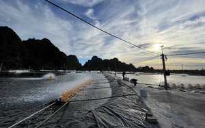 Nông dân gượng dậy thế nào sau bão Yagi: Người quay về nuôi cá, người làm đất gieo hạt (Bài 5)  - Ảnh 14.