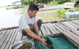 Con rom róm dạt đầy bãi biển, dân làng này ở Nghệ An gọi nhau ra vớt "lộc", con rom róm là con gì? - Ảnh 10.