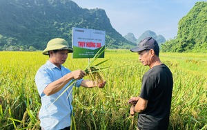 Giống lúa Thụy Hương 308: Giải pháp tiềm năng trong bối cảnh biến đổi khí hậu- Ảnh 3.