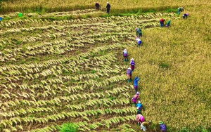 Nông dân Ngũ Chỉ Sơn ở Lào Cai trồng thành công cây đặc sản cây ớt trung đoàn - Ảnh 3.