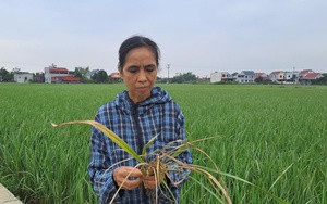 Thái Nguyên: Sau bão lũ, ngành nông nghiệp Phú Lương làm gì để phòng, chống dịch bệnh cho vật nuôi? - Ảnh 5.