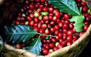 Robusta tụt dốc khi thiếu vắng hoạt động giao dịch, cà phê trong nước cũng đi xuống - Ảnh 4.