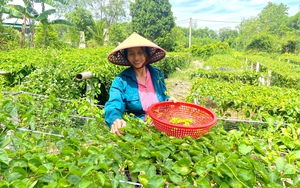 Nghề nuôi con "siêng nhất hành tinh", nay đây mai đó, mà thu cả trăm triệu mỗi năm- Ảnh 8.