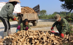 Tại miền Tây, lúa chưa chín, thương lái đã đặt cọc, nông dân trồng lúa hè thu lãi gần 3 triệu/công - Ảnh 3.