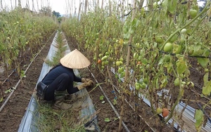 Hội Nông dân huyện Mường Tè: Tăng cường vận động nông dân phát triển sản xuất nông nghiệp - Ảnh 6.