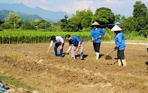 Nông dân Ngũ Chỉ Sơn ở Lào Cai trồng thành công cây đặc sản cây ớt trung đoàn - Ảnh 1.