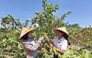 Đà Nẵng: Hội Nông dân Cẩm Lệ sơ kết công tác Hội và phong trào nông dân 9 tháng đầu năm 2024- Ảnh 9.