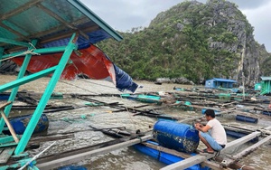 Ninh Thuận công bố dịch tả lợn châu Phi ở xã Nhơn Sơn, huyện miền núi Ninh Sơn - Ảnh 3.