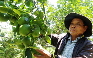 Quảng Nam: Kinh tế phát triển bền vững, Duy Xuyên quyết tâm hướng đến huyện nông thôn mới nâng cao - Ảnh 7.