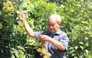 Khánh Hòa: Một hội viên nông dân ở Diên Khánh thả cá vào ao, khách đến câu tha hồ lấy tiền - Ảnh 7.