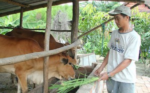 Hiệu quả từ mô hình Câu lạc bộ “Nông dân với pháp luật” tại Phú Yên - Ảnh 5.