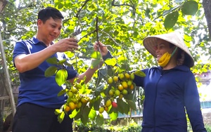 Một vùng biển Bà Rịa-Vũng Tàu nuôi san hô, con động vật hoang dã này dễ nhầm với cành cây khô - Ảnh 4.