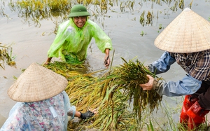 Bờ sông Hồng ở Hà Nội bị sạt lở, di dời khẩn cấp nhiều nhà dân  - Ảnh 3.