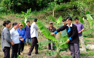 Chuối xuất khẩu vùng cao Lào Cai được giá, nông dân mừng quá - Ảnh 4.