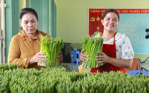 Video: Phát triển vùng trồng rau ứng dụng công nghệ cao tại Long An- Ảnh 3.