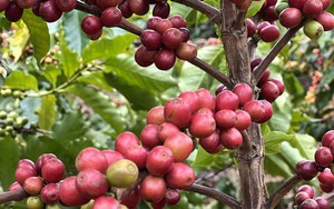 Robusta liên tục lập kỷ lục nhưng giá cà phê nội địa điều chỉnh chậm - Ảnh 7.