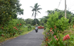 Ở Trà Vinh, trái cây từ trái nhỏ, trái to, trái cứng, trái mềm đều tăng giá tốt, bán là trúng - Ảnh 3.