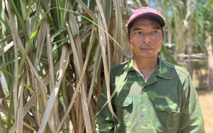 Phú Yên: Khuyến nông đồng hành cùng nông dân trong chuyển giao tiến bộ kỹ thuật nông nghiệp - Ảnh 7.