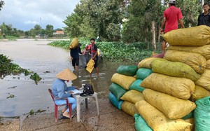 Vô số vườn đẹp, cây thấp tè đã ra trái quá trời, dân Bình Định hái ra tiền, nhìn quả ngon phát thèm - Ảnh 12.