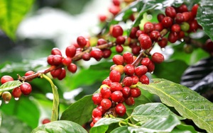 Robusta liên tục lập kỷ lục nhưng giá cà phê nội địa điều chỉnh chậm - Ảnh 4.