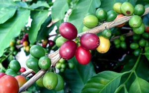 Robusta hồi phục, giá cà phê trong nước quay đầu tăng, Đắk Nông có giá cao nhất hôm nay  - Ảnh 4.