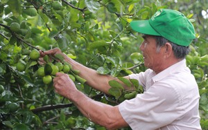 Thả đàn nhện, bọ xít vào vườn ớt chuông, cây sạch sâu hại, 1 HTX ở Lâm Đồng bước sang trang mới - Ảnh 4.