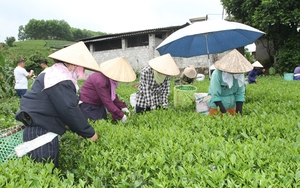 Sản xuất nông nghiệp của huyện Phong Thổ tiếp tục được duy trì và tăng trưởng  - Ảnh 3.