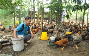 Trồng dưa lưới kiểu sang chảnh, cho ở trong nhà kính, một nông dân Sóc Trăng cắt bán hút hàng - Ảnh 3.