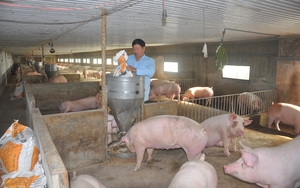 Các 'ông lớn' chăn nuôi đang làm ăn thế nào: "Điểm danh" Hòa Phát, Dabaco, HAGL...- Ảnh 6.