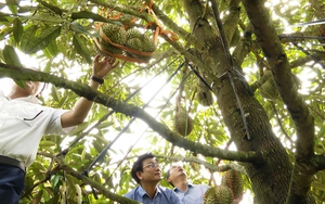 Quảng Nam: Phước Ninh tập trung nâng cao thu nhập cho người dân, tạo đà xây dựng xã nông thôn mới nâng cao- Ảnh 9.