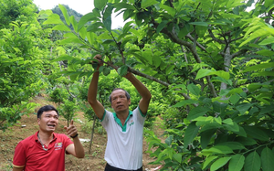 Lào Cai di dời hàng trăm hộ dân ra khỏi khu vực có nguy cơ sạt lở đất - Ảnh 2.