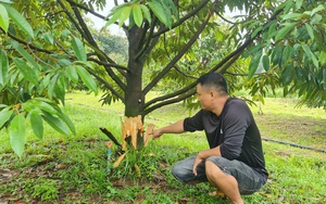 Liên kết trồng sầu riêng, mít Thái xuất khẩu sang Trung Quốc, nông dân ở Kon Tum có doanh thu trên 50 tỷ đồng - Ảnh 7.