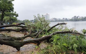 Bí thư Thành ủy Hà Nội: “Sẽ phải hết sức cứu cây xanh gãy đổ do  bão Yagi”- Ảnh 4.