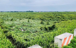 Bão số 3 tạo ra cơn "cuồng phong" phá hủy nhiều nhà màng, nhà lưới, nông dân thiệt hại hàng tỷ đồng- Ảnh 6.