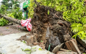 Đoàn “công tác cây xanh” của TP.HCM ra Hà Nội hỗ trợ sau bão Yagi: Phát khóc vì tiếc cây  - Ảnh 2.