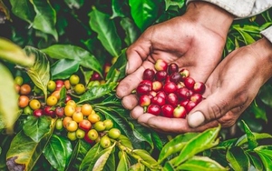 Thời tiết tiếp tục hỗ trợ giá cà phê, Brazil đã bán một lượng Robusta kỷ lục - Ảnh 6.