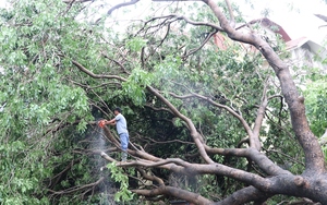 Khu du lịch Tràng An, Bái Đính và Tam Chúc mua lại toàn bộ cây xanh gãy đổ do bão Yagi  - Ảnh 2.