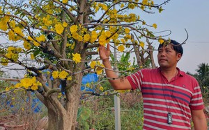 Anh nông dân đưa loài cây có thể cao hàng chục mét vào chậu bonsai - Ảnh 3.